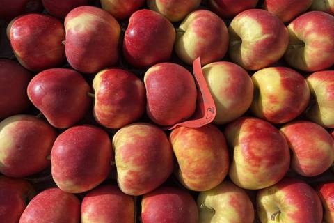 Elstar-Äpfel mit rotgelber Schale in der Kiste