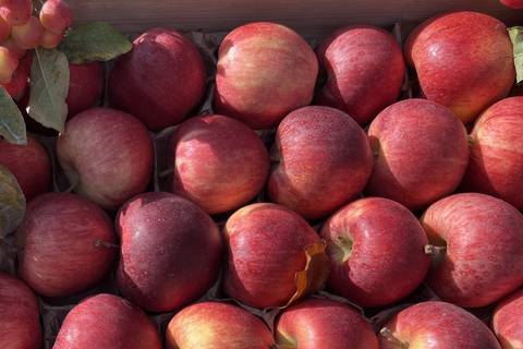 Gala-Äpfel mit rotgelb geflammter Schale in der Kiste