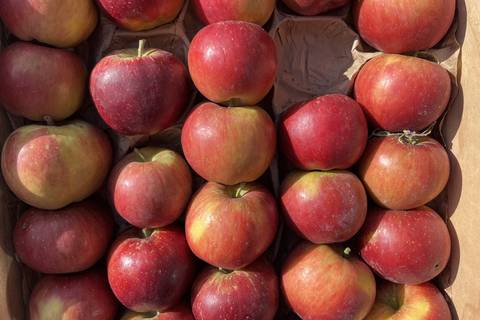 Ladina-Äpfel mit orangerot gestreifter Schale in der Kiste