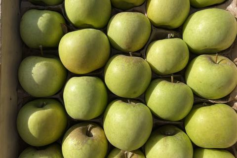 Grüngelbe PIA-Äpfel mit feinen Punkten auf der Schale