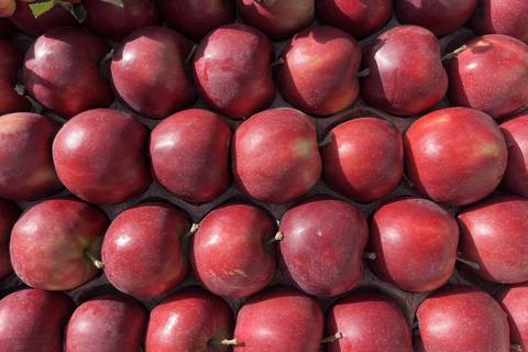 Red-Prince-Äpfel mit dunkelroter Schale in Reihen in der Kiste