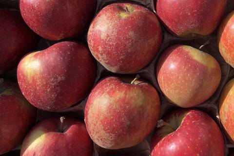 Wellant-Äpfel mit roter Schale und vielen hellen Punkten