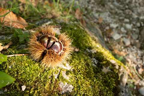 Esskastanien in der aufgeplatzten stacheligen Hülle auf dem Waldboden